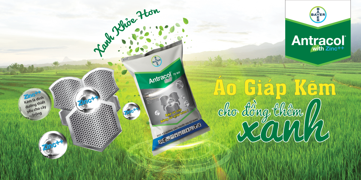 Banner Advertisement